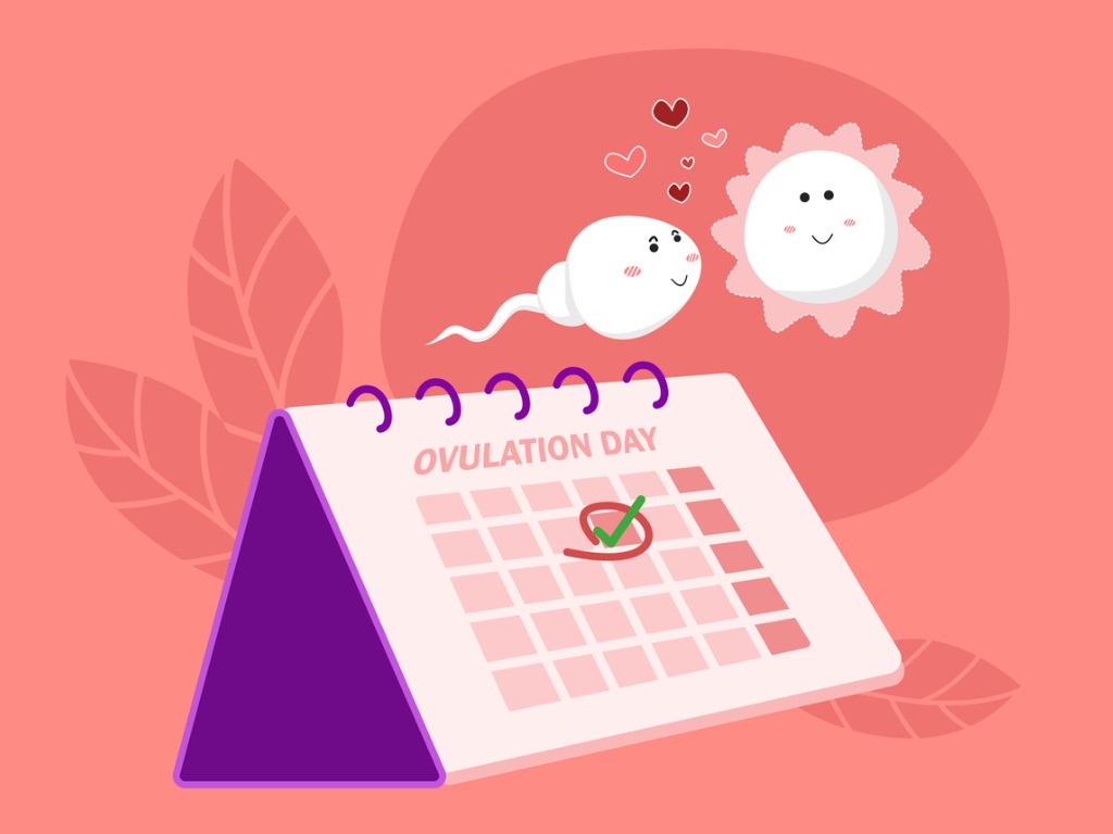 ovulation-concept-hand-mark-ovulation-date-on-calendar-with-sperm-and-egg-cartoon-character.jpg_s1024x1024wisk20cgJ0xWAnuVA-Dr47faYPp-nznxui5lc0yrOoIEe48JT0