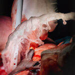 Veil-of-Life-The-Wombs-Final-Embrace-2024-scaled-1 kopi